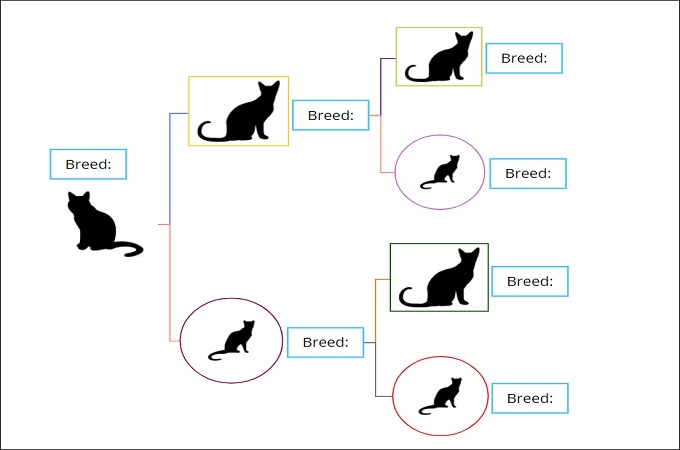 feline pedigree tree chart
