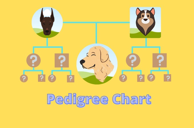 Pedigree Chart Guide Definition Symbols Examples