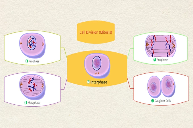 cell division concept map