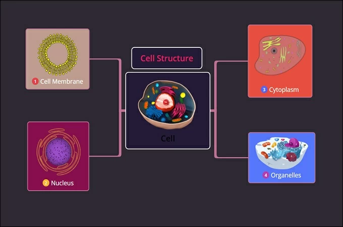 cell structure concept map