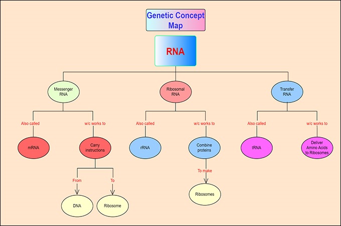 genetics concept map
