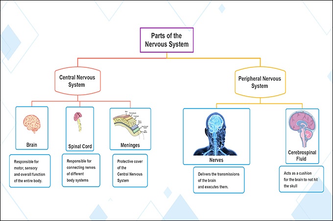 Nervous System Concept Map Nervous System Concept Map: Definition, Functions And Types