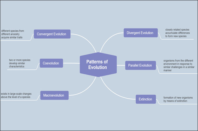 patterns of evolution concept map
