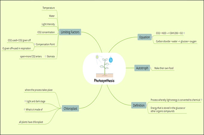 photosynthesis concept map