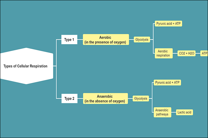 cell respiration concept map