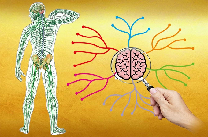 mapa do sistema nervoso em destaque