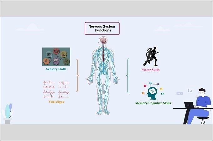 funções do sistema nervoso