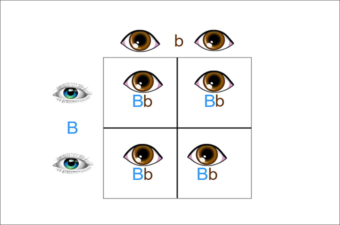 An Introduction To Punnett Square With Free Templates