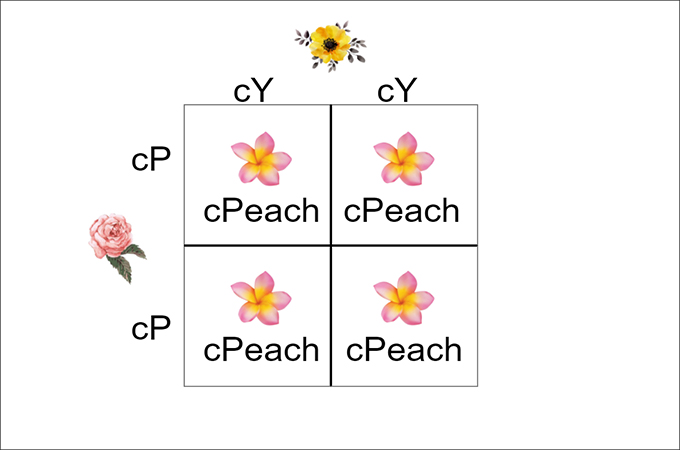 flower punnett square example