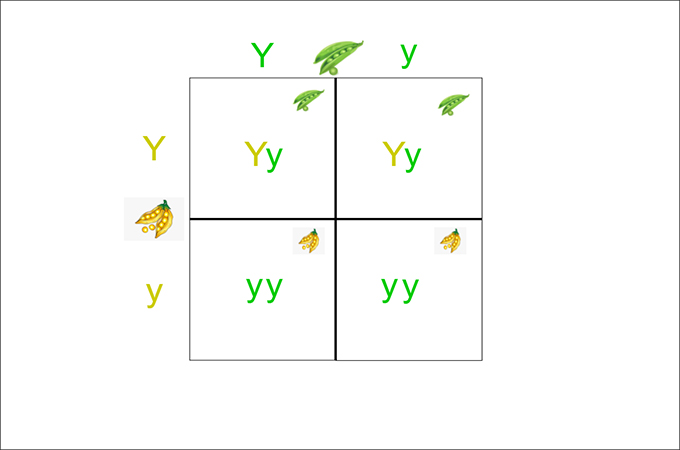 An Introduction to Punnett Square with Free Templates