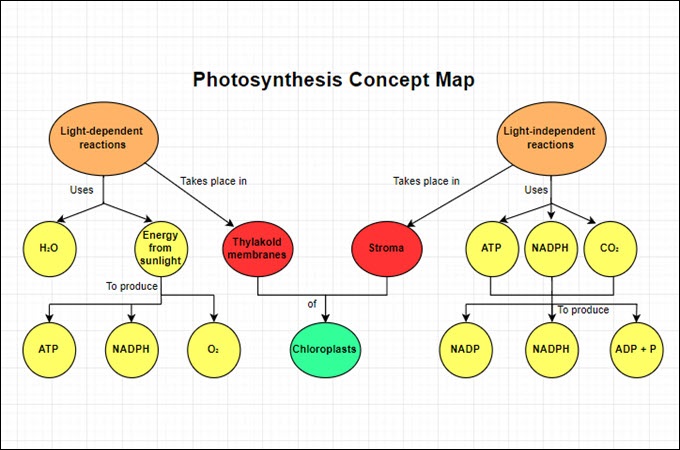 Photosynthesis Map using GitMind