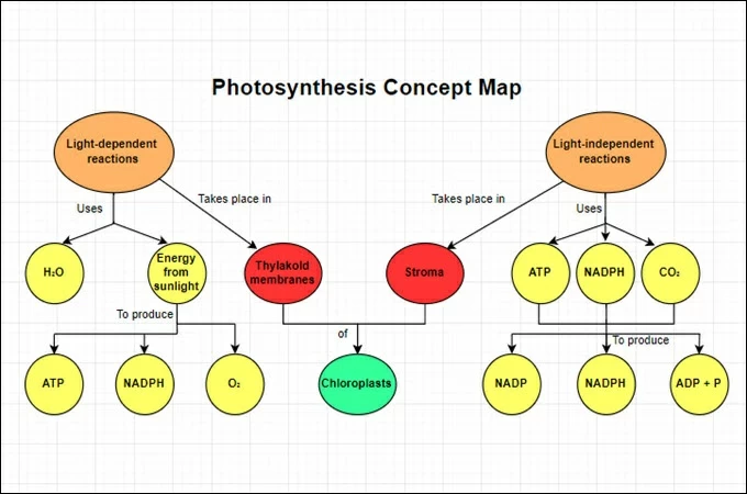 Photosynthesis Map using GitMind