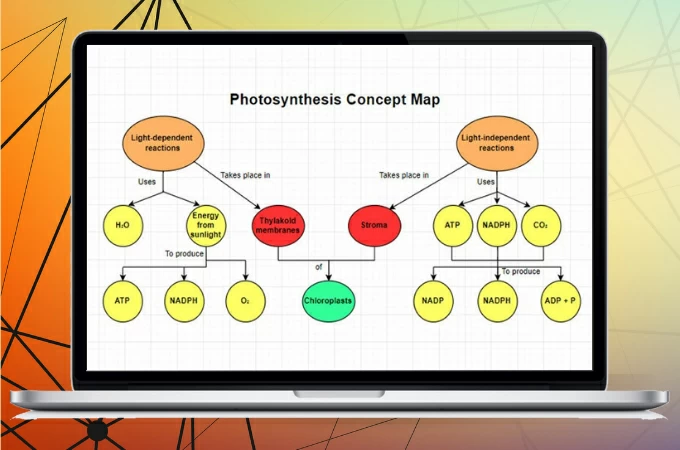 photosynthesis concept map