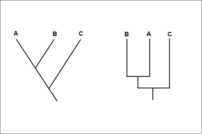 cladogram sample