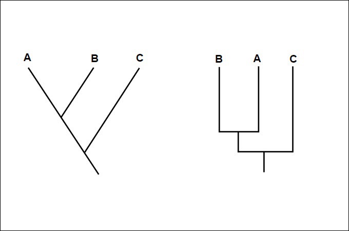 definición de cladograma