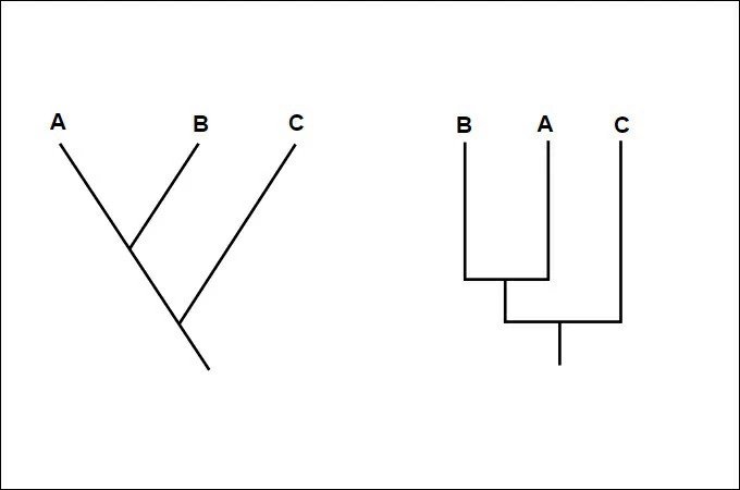 définition cladogramme