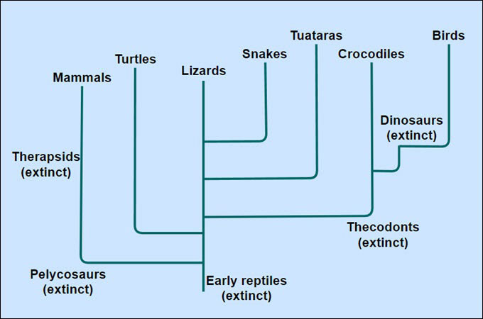 ejemplo de cladograma gitmind