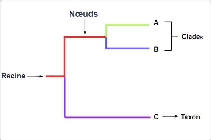 éléments cladogramme