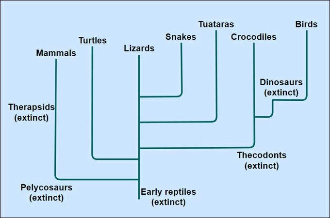 modèles cladogrammes