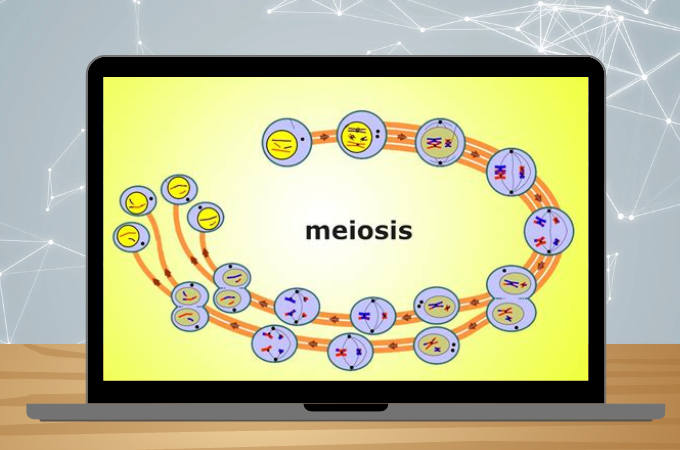 Meiosis Mind Map