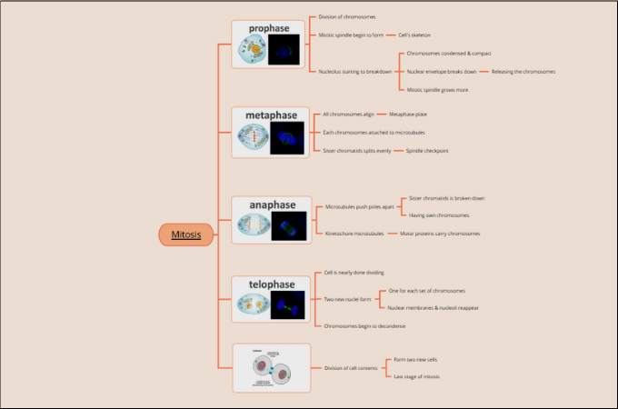 Mitosis Concept Map