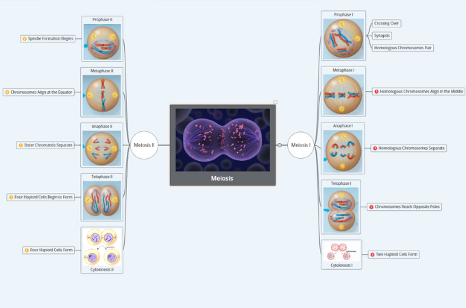 concept map of meiosis