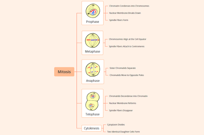 phases of mitosis