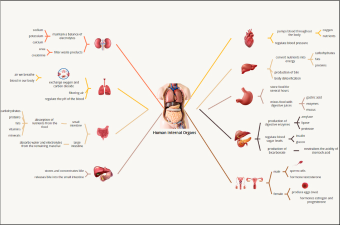 internal organs map