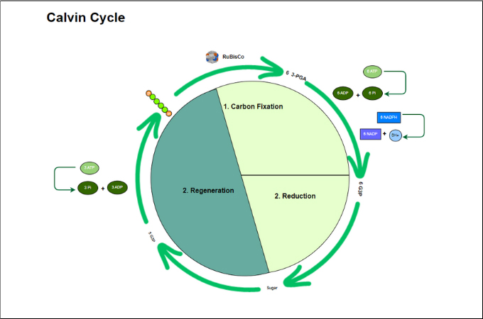 phases of calvin cycle