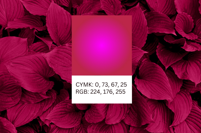 Viva Magenta: Discover the 2023 Pantone Color of the Year