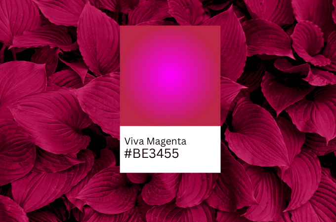 what is viva magenta
